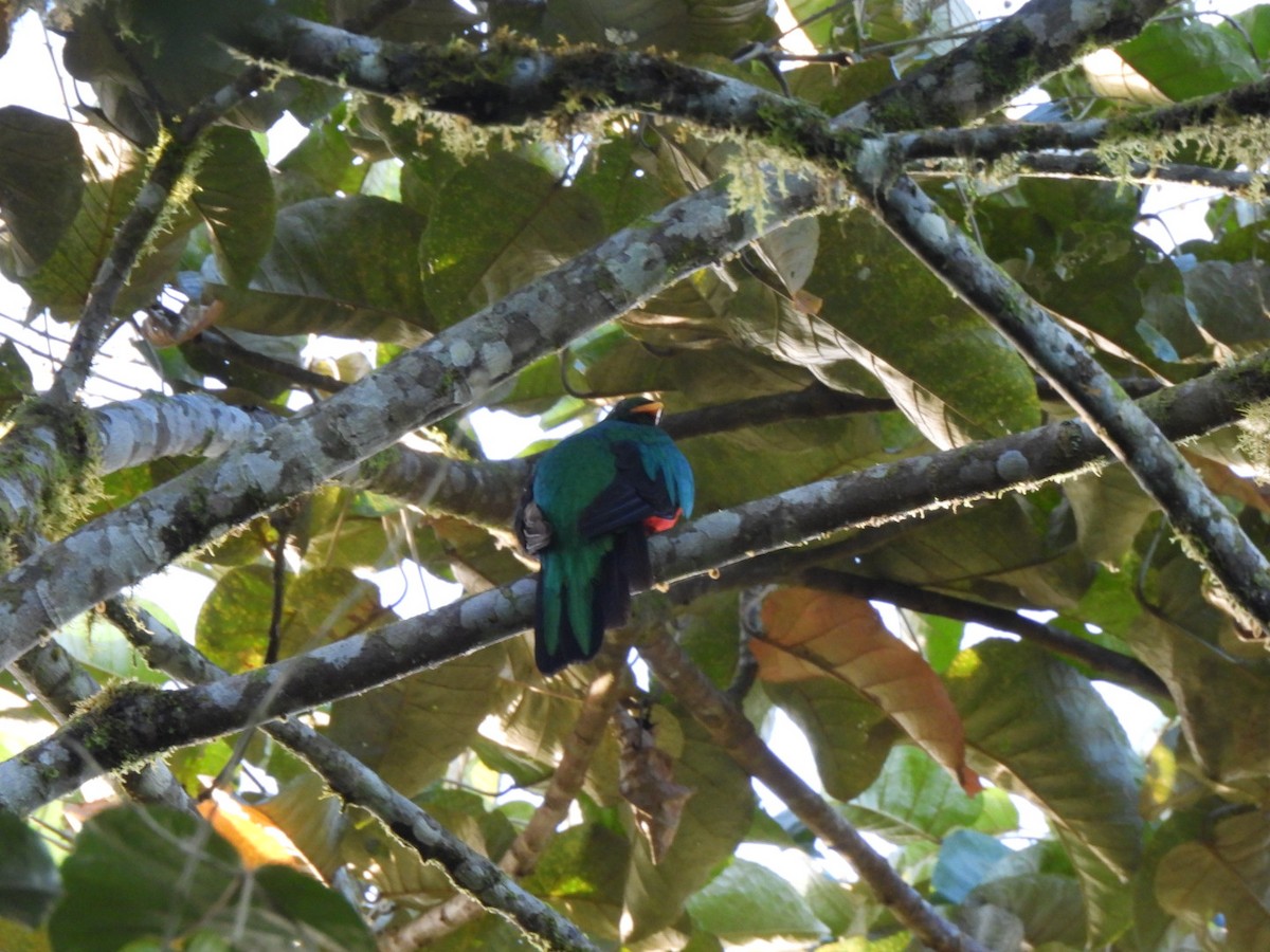 Golden-headed Quetzal - ML637711071
