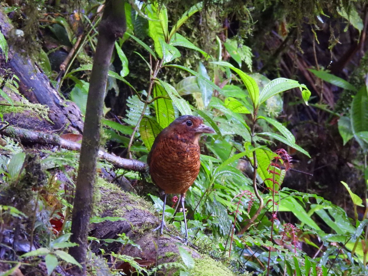 Giant Antpitta - ML637711092