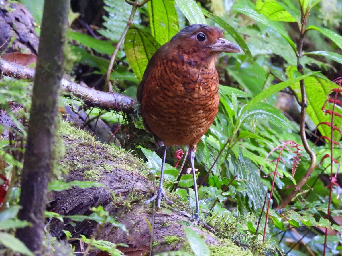 Giant Antpitta - ML637711093