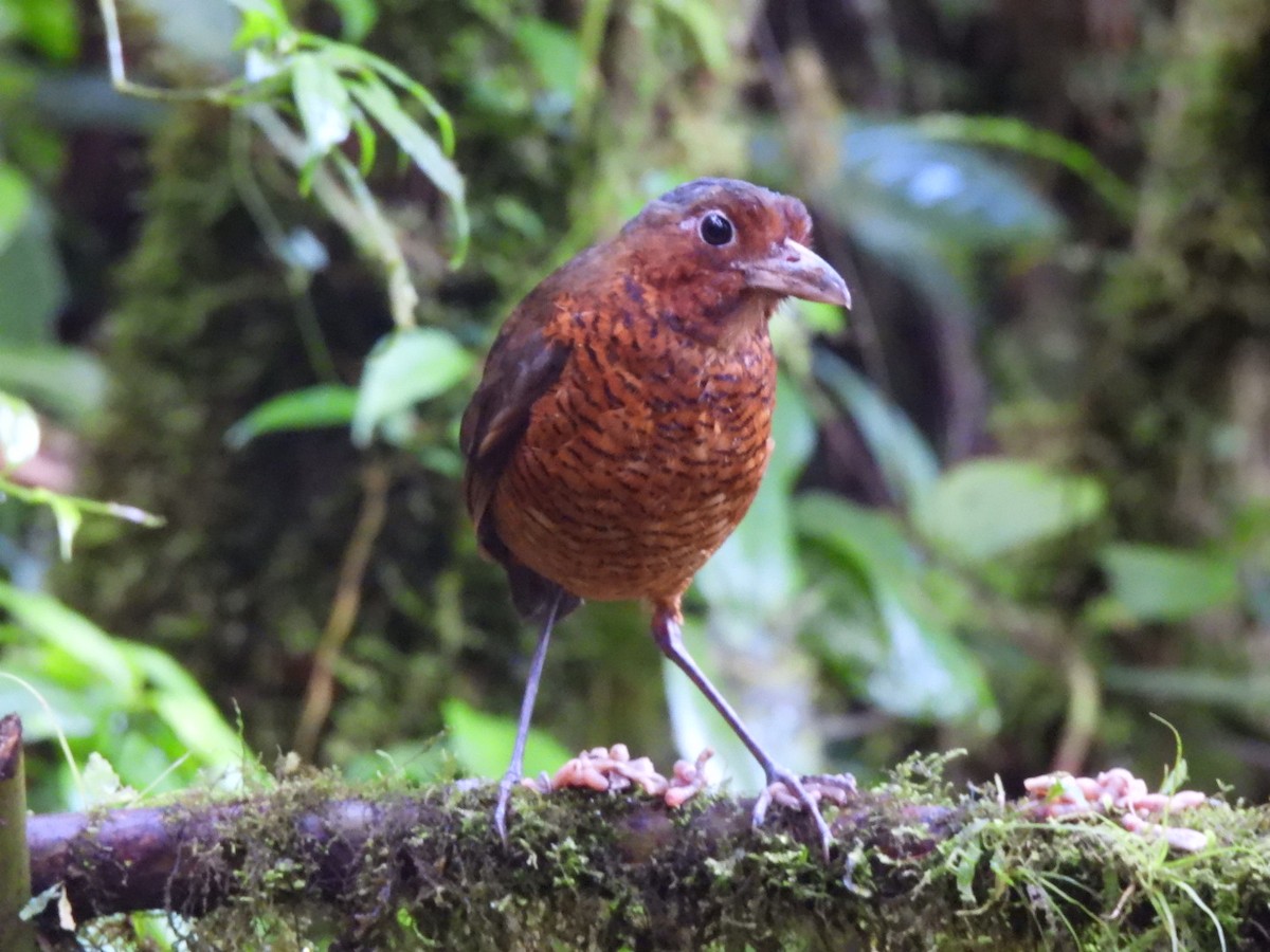 Giant Antpitta - ML637711094