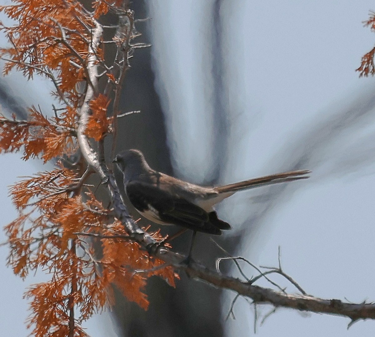 drozdec mnohohlasý - ML637711109