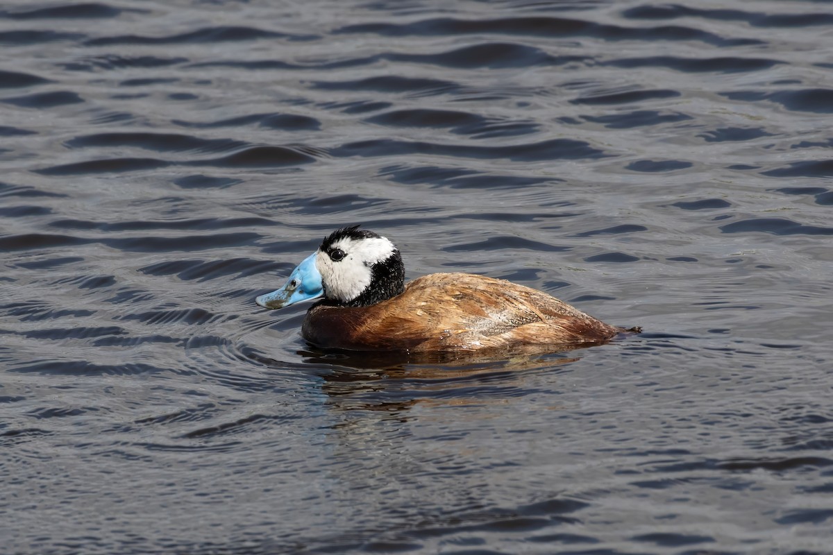 White-headed Duck - ML637711128