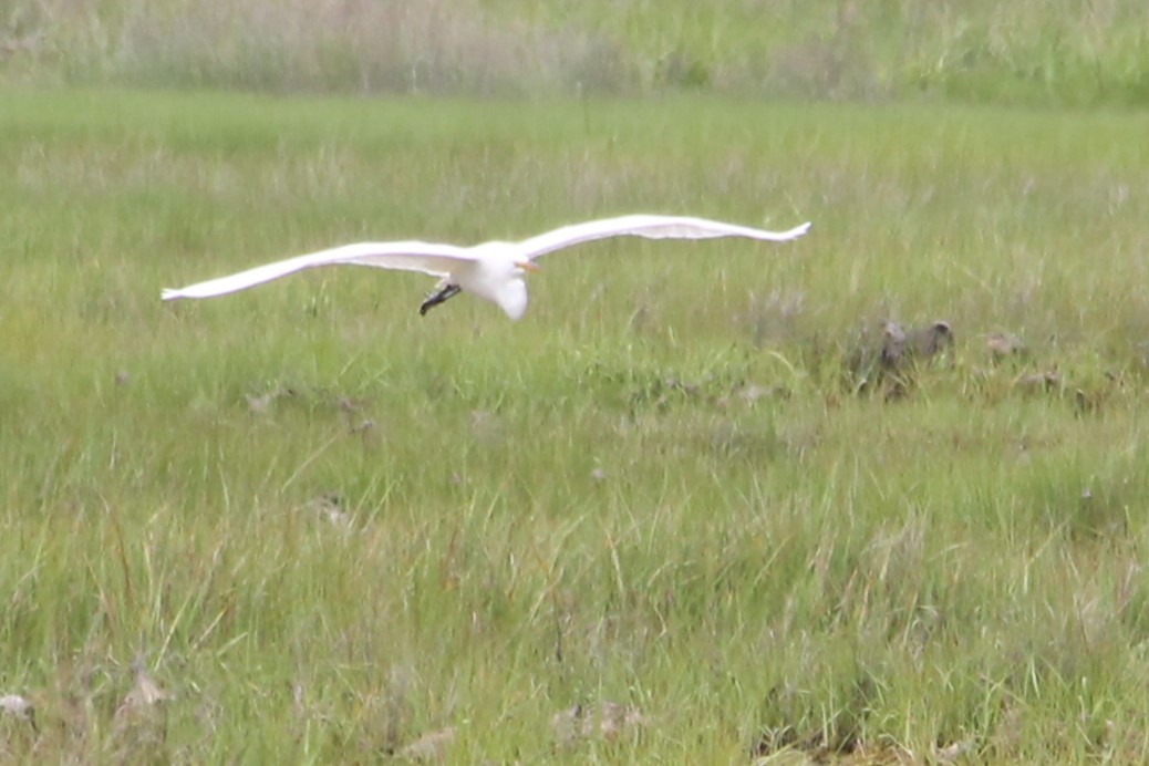 Great Egret - ML637711172
