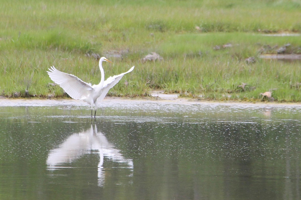 Great Egret - ML637711176