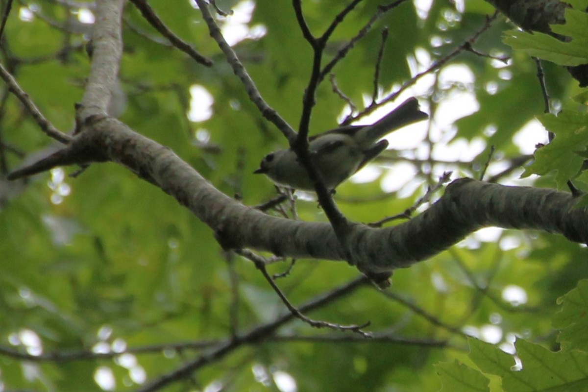 Tufted Titmouse - ML637711211