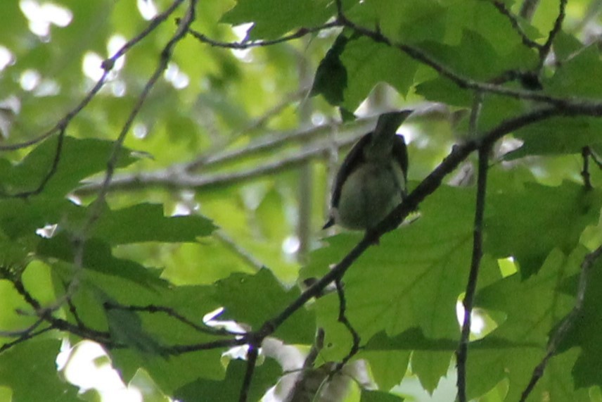 Tufted Titmouse - ML637711216