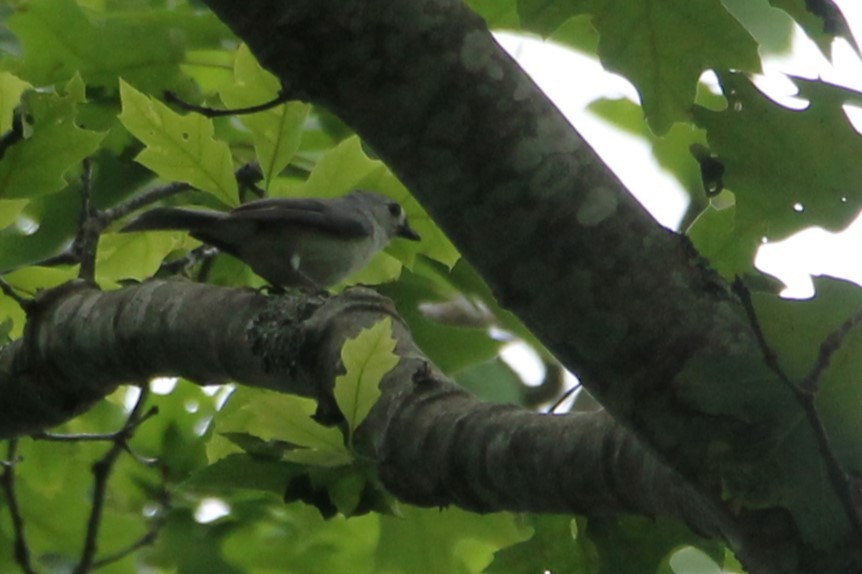 Tufted Titmouse - ML637711224
