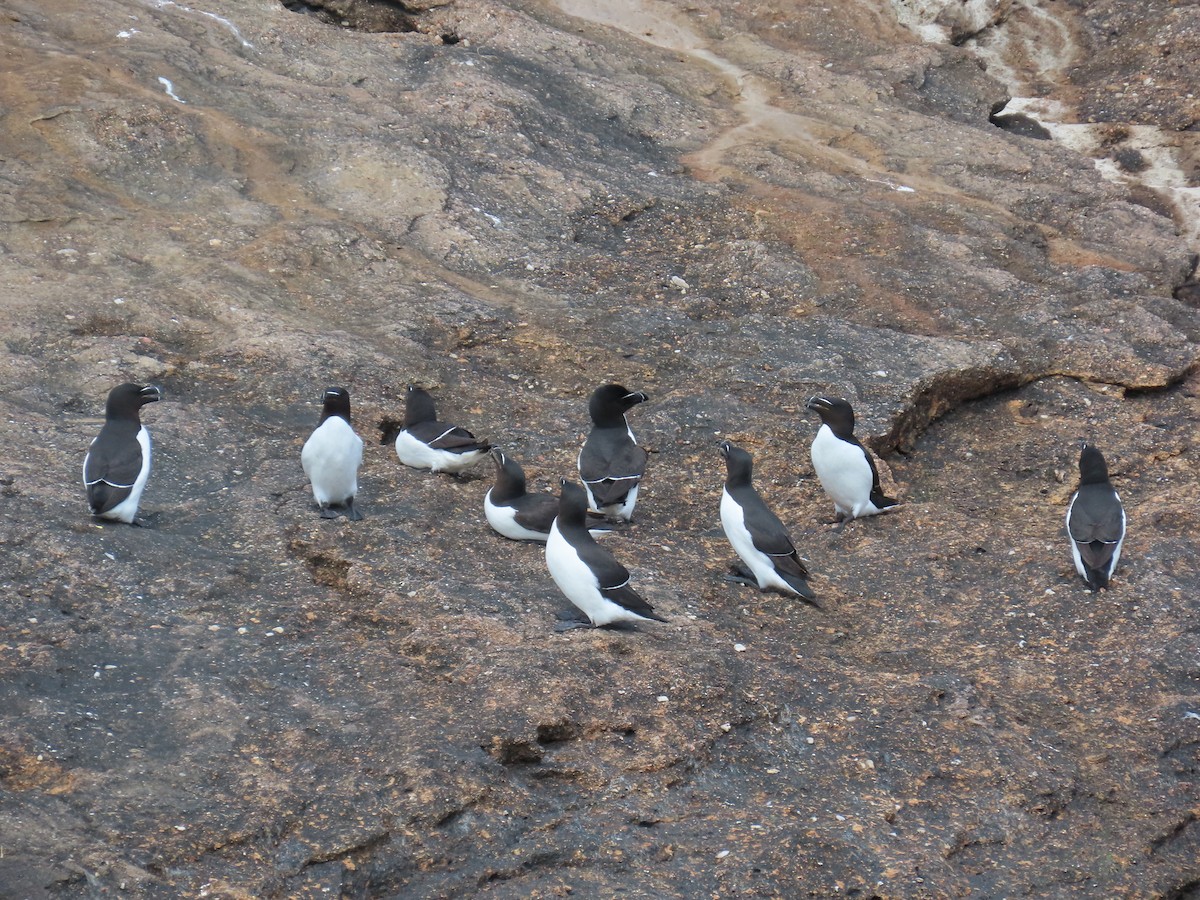 Razorbill - ML637711225