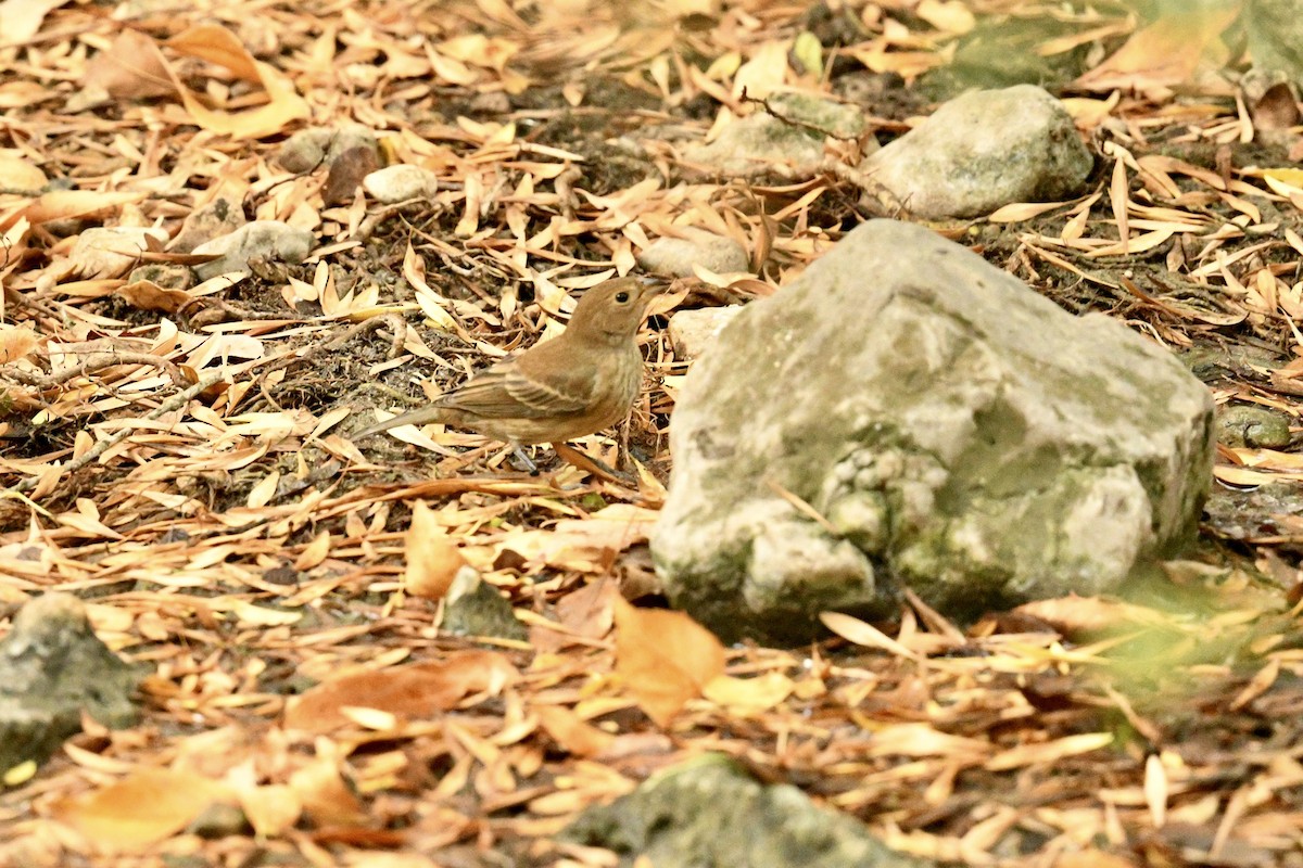 Indigo Bunting - ML637711284