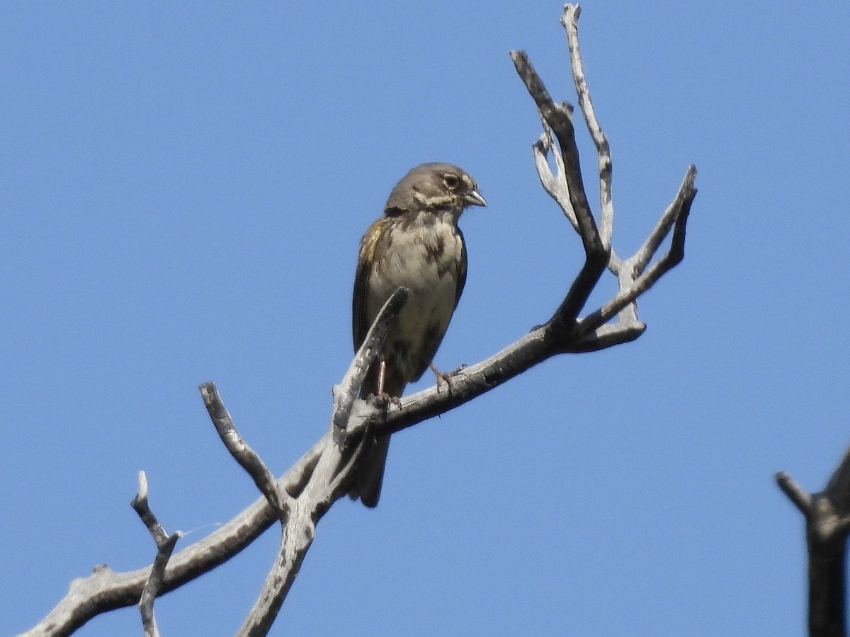 Bell's Sparrow - ML637711307