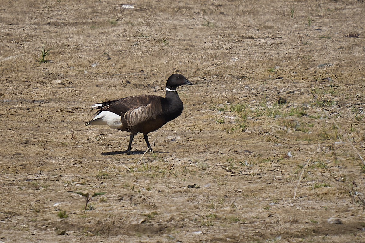 Brant - ML637711393