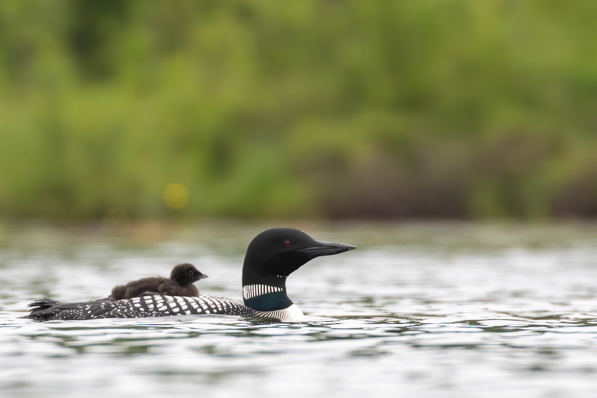 Common Loon - ML637711475