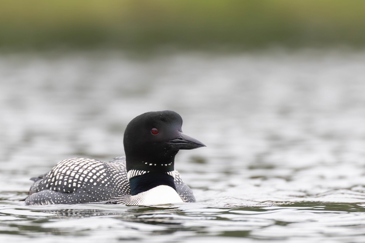 Common Loon - ML637711476