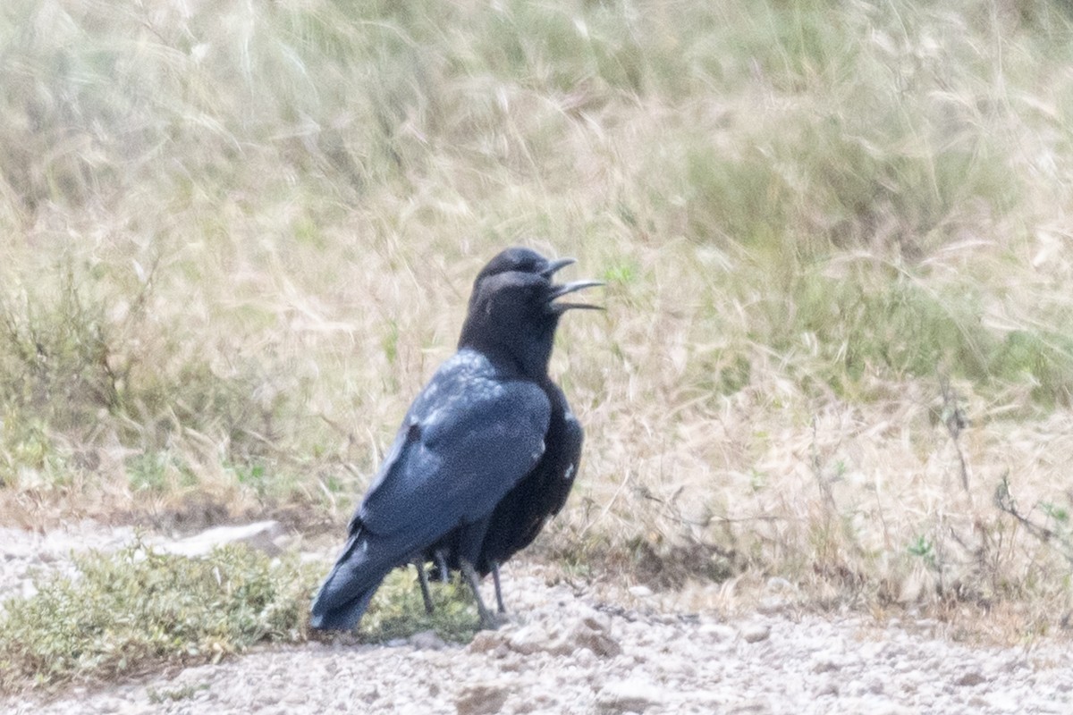 Cape Crow - ML637711506