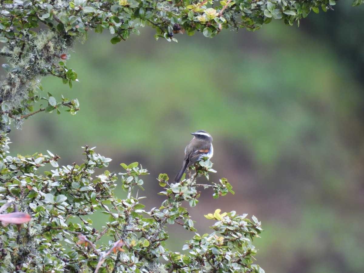Rufous-breasted Chat-Tyrant - ML637711544
