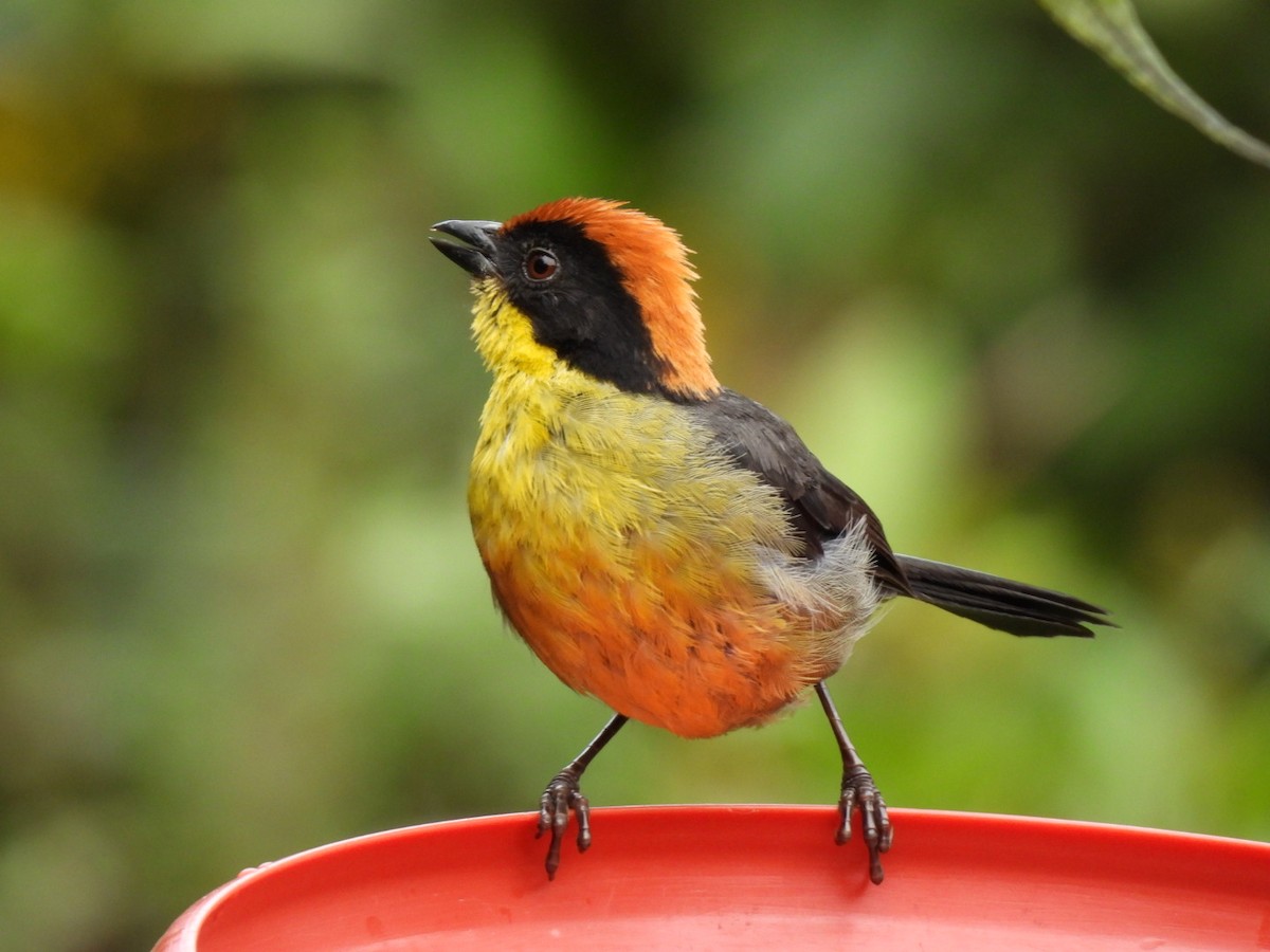 Yellow-breasted Brushfinch - ML637711547
