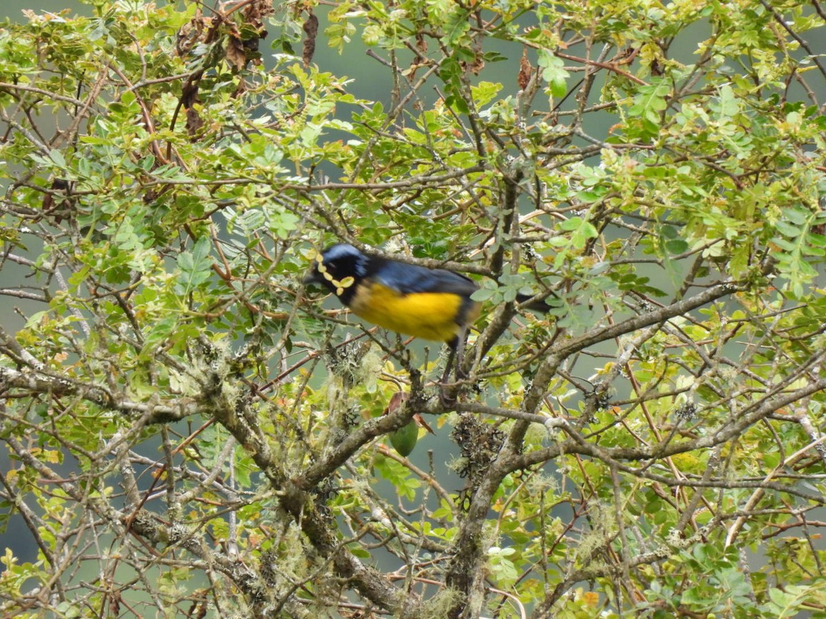 Buff-breasted Mountain Tanager - ML637711551