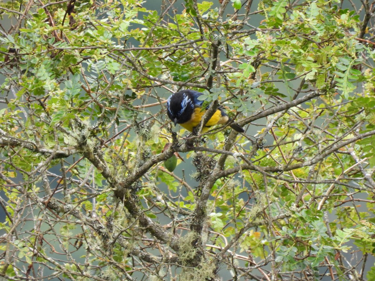 Buff-breasted Mountain Tanager - ML637711552