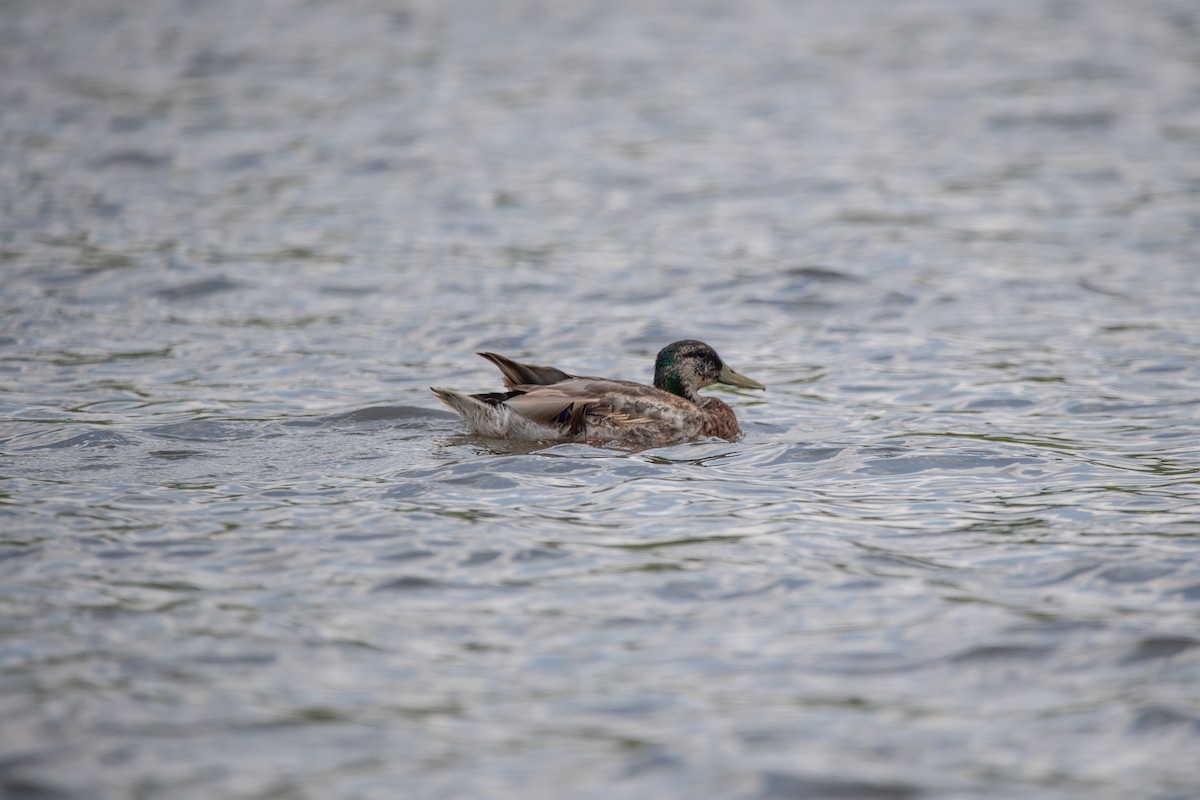 Mallard - ML637711588