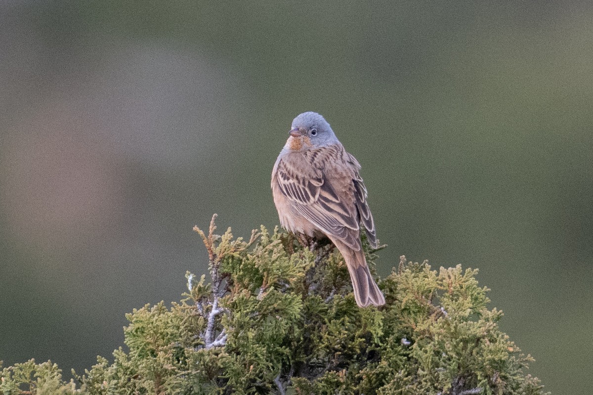 Cretzschmar's Bunting - ML637711603