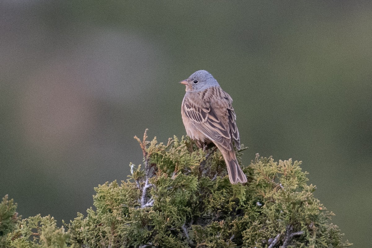 Cretzschmar's Bunting - ML637711606
