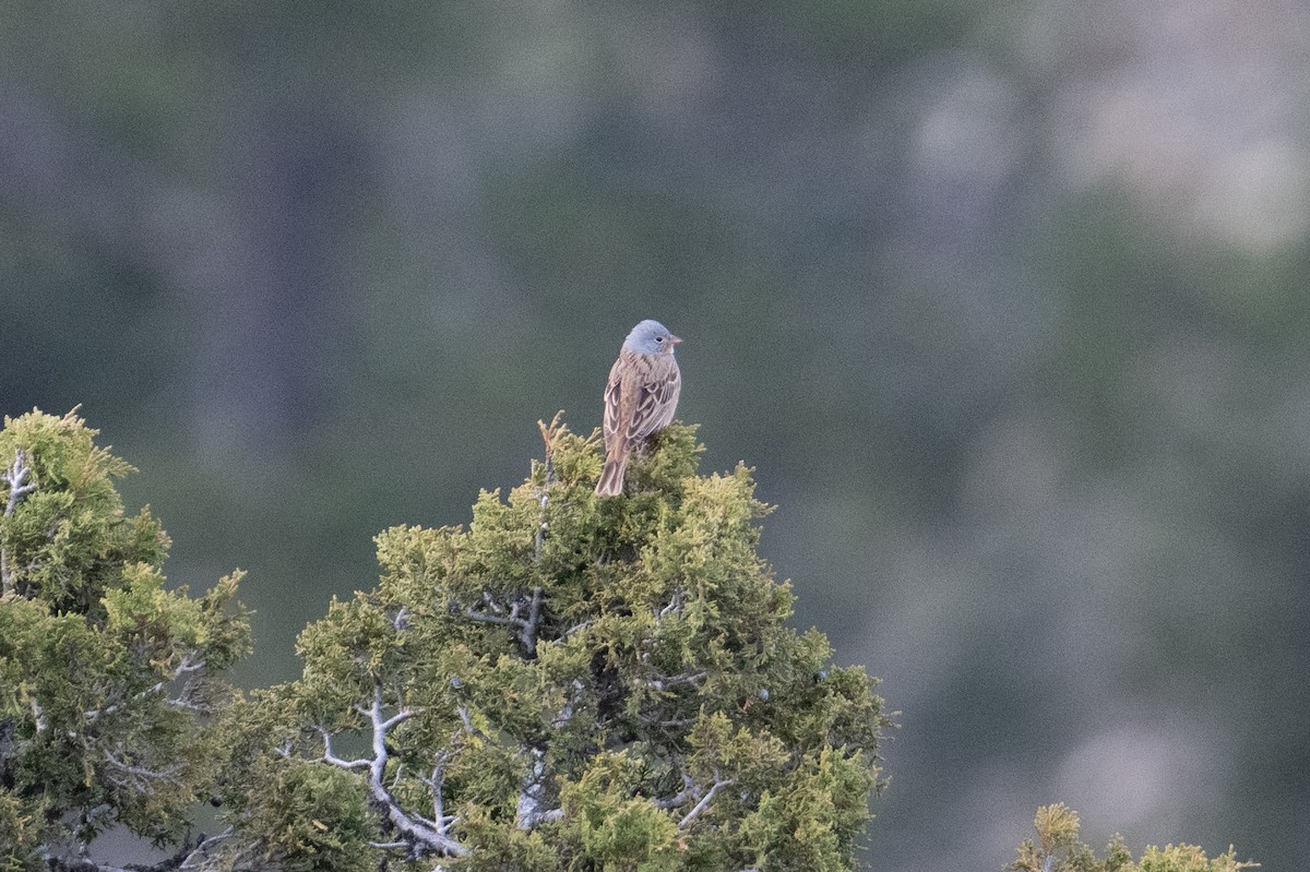 Cretzschmar's Bunting - ML637711607