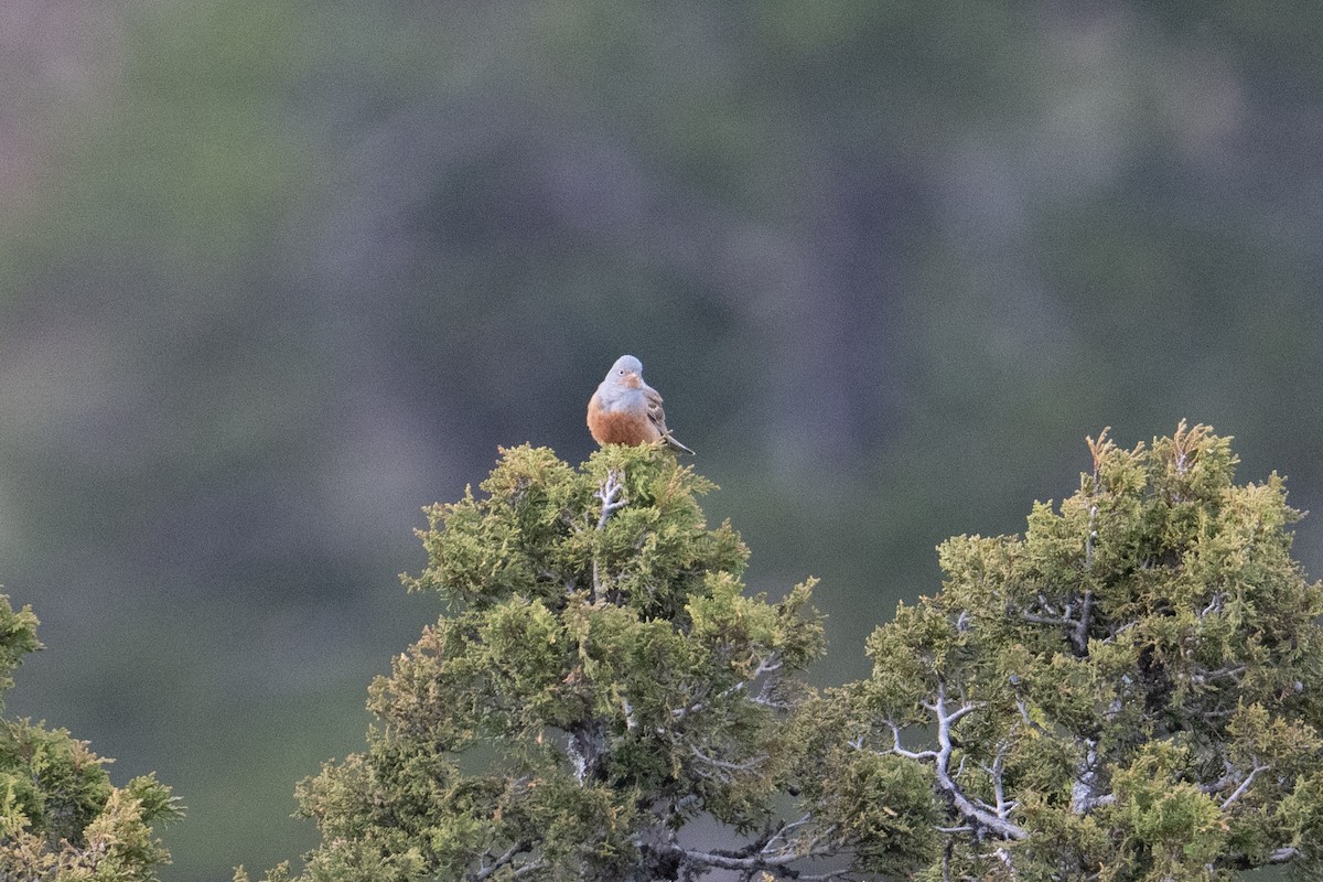 Cretzschmar's Bunting - ML637711608