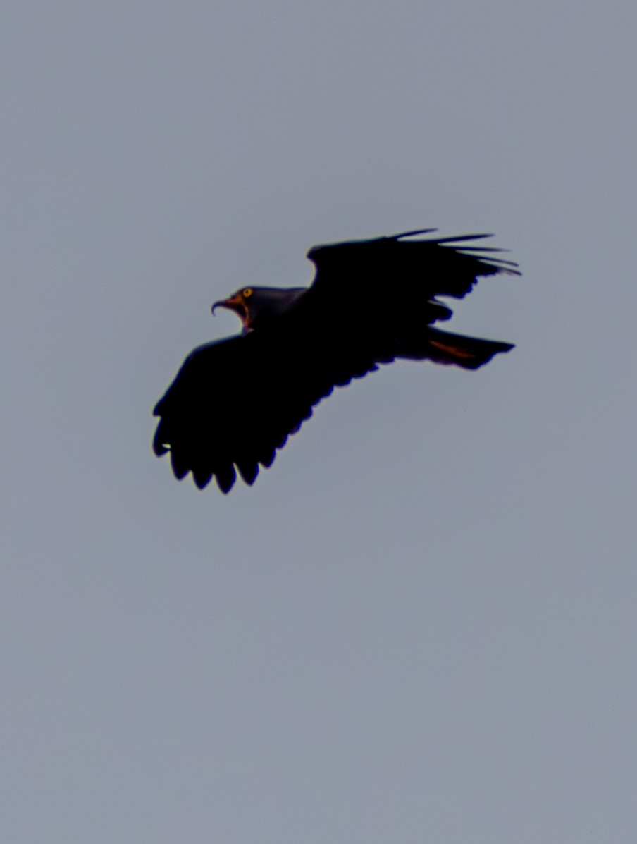 Slender-billed Kite - ML637711615