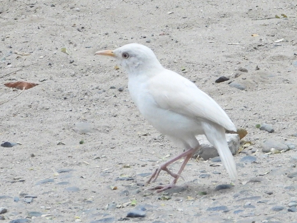 Pacific Hornero - ML637711635