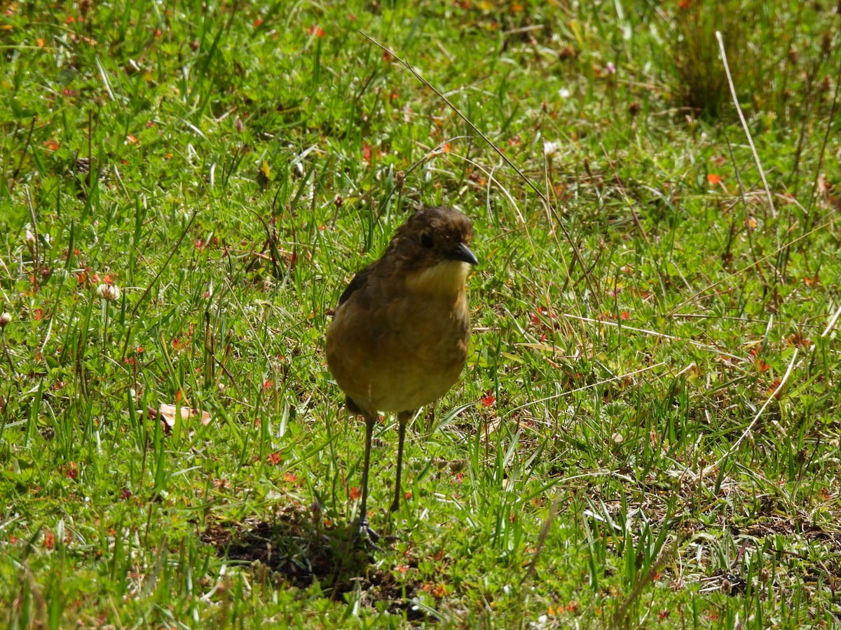 Tawny Antpitta - ML637711806