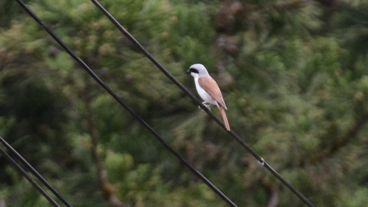 Tiger Shrike - ML637711807