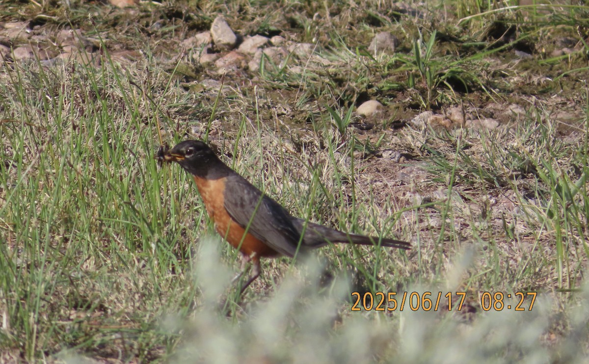 American Robin - ML637711812