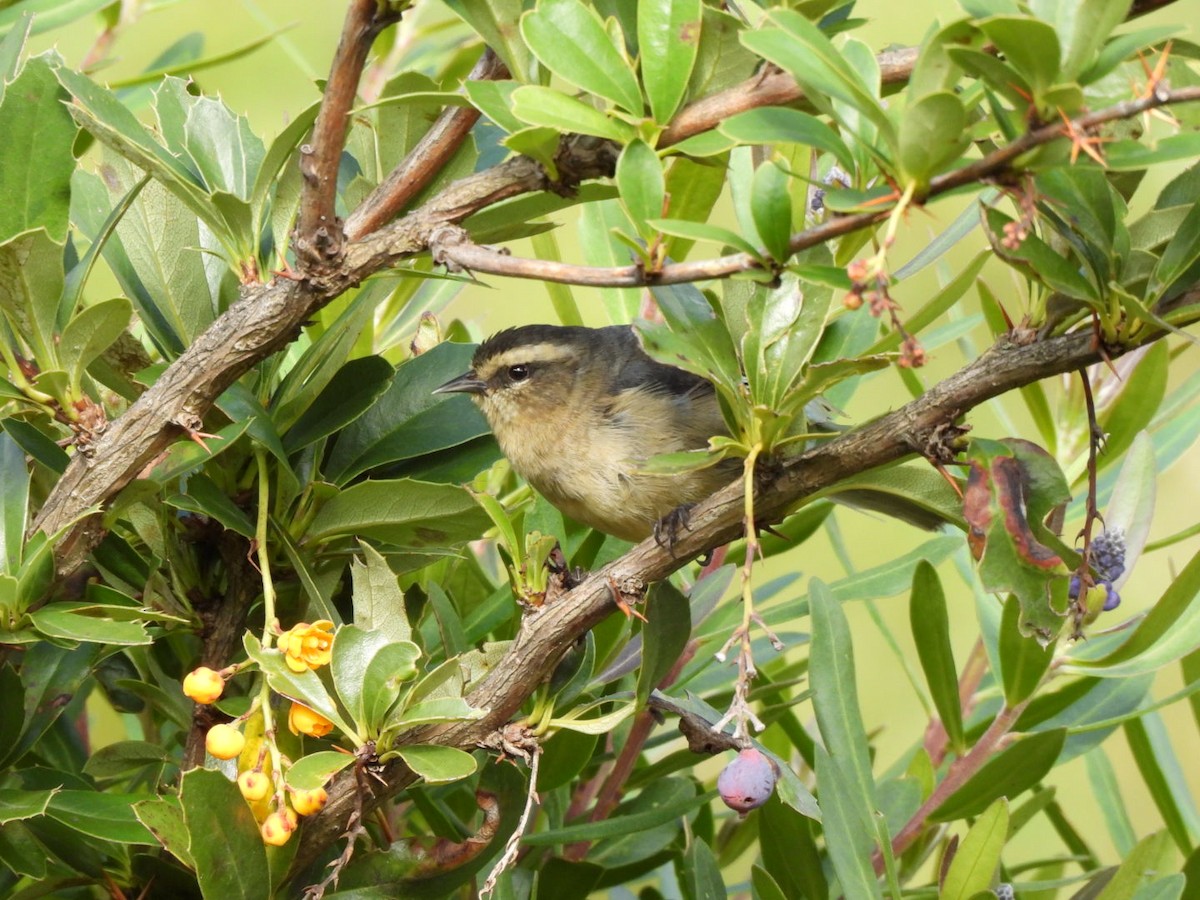 Cinereous Conebill - ML637711821