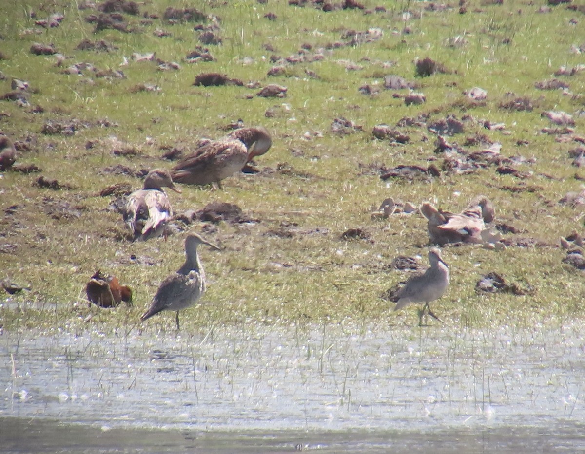Willet - ML637711833