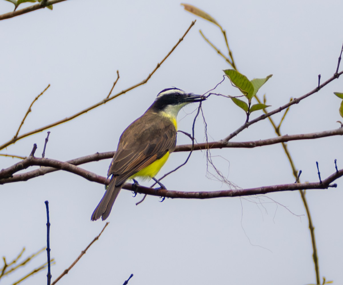 Lesser Kiskadee - ML637711842