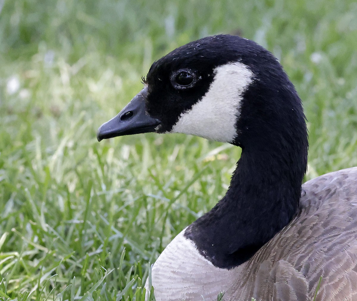 berneška malá (ssp. hutchinsii) - ML637711878