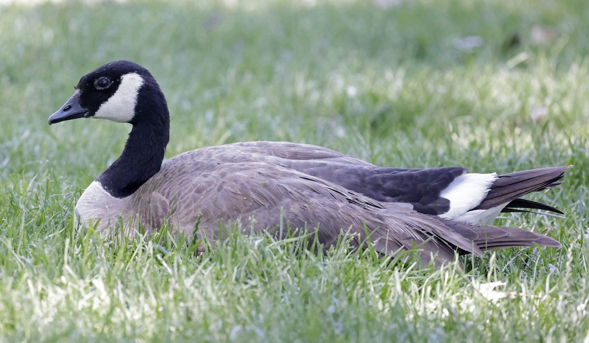 berneška malá (ssp. hutchinsii) - ML637711879