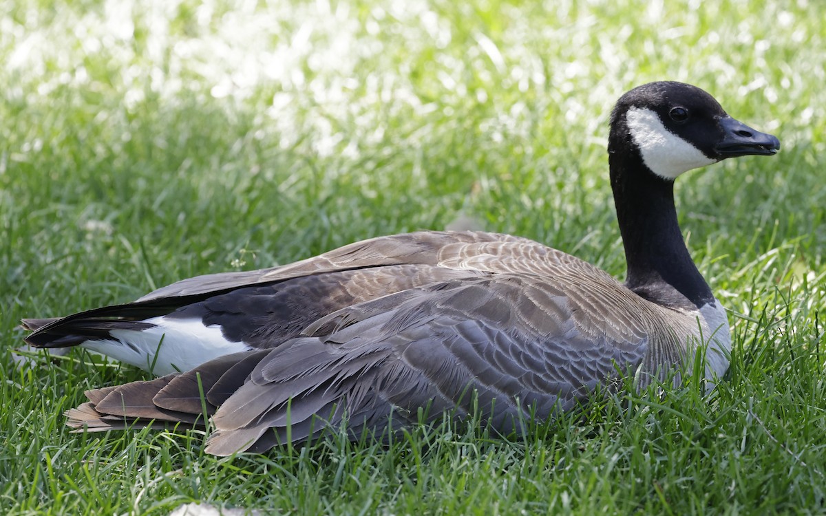 berneška malá (ssp. hutchinsii) - ML637711880