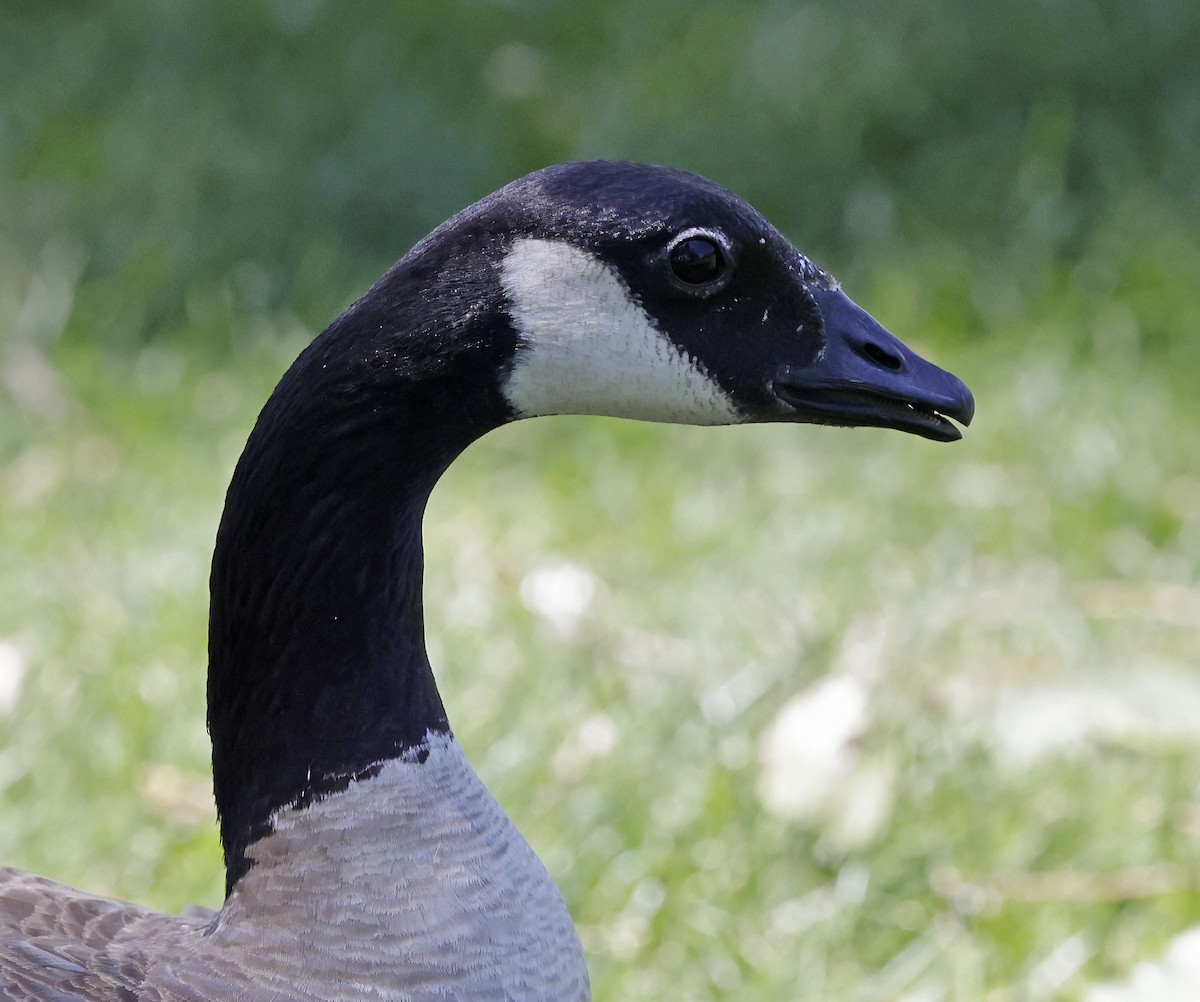 berneška malá (ssp. taverneri) - ML637711904