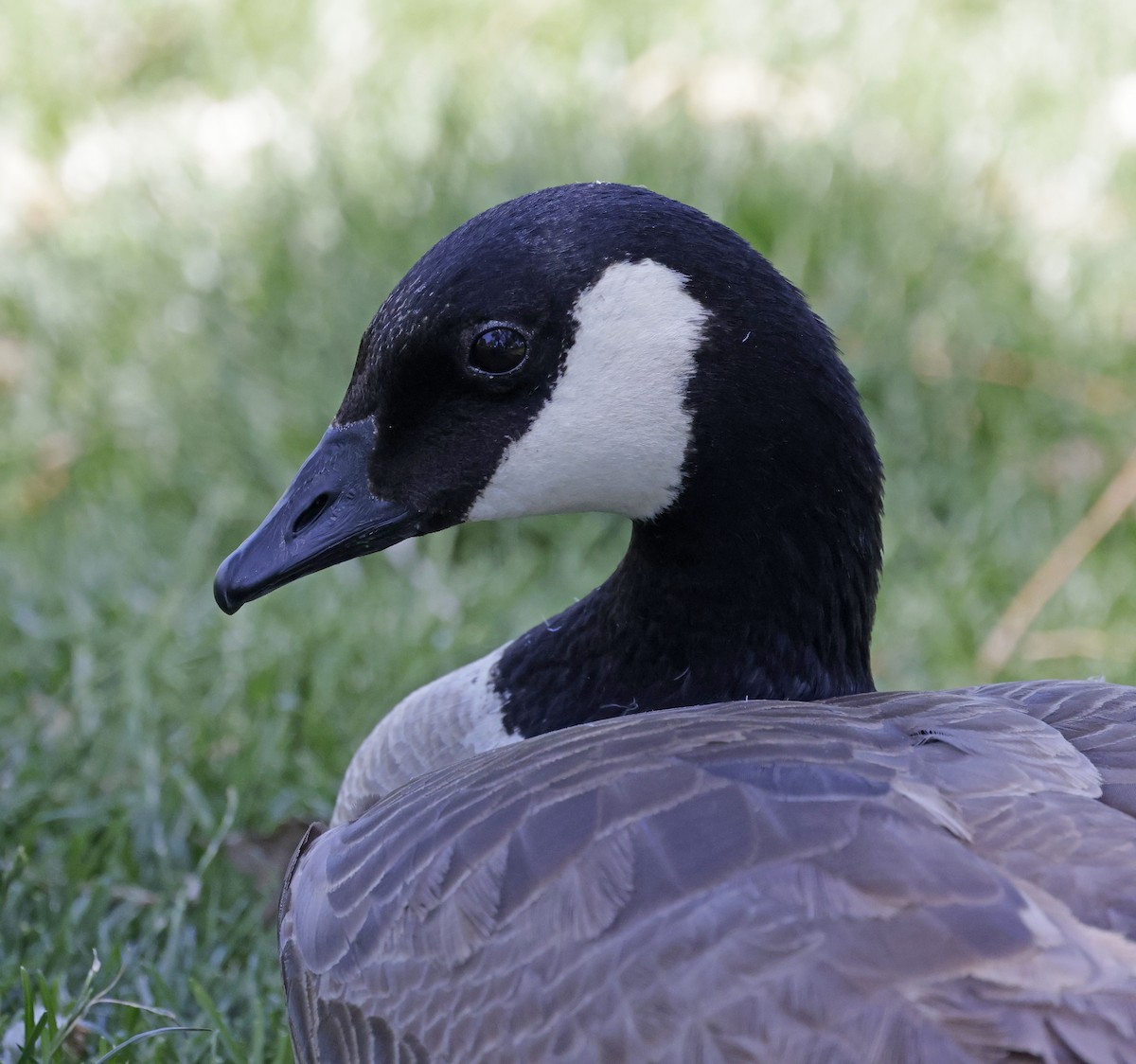 berneška malá (ssp. taverneri) - ML637711905