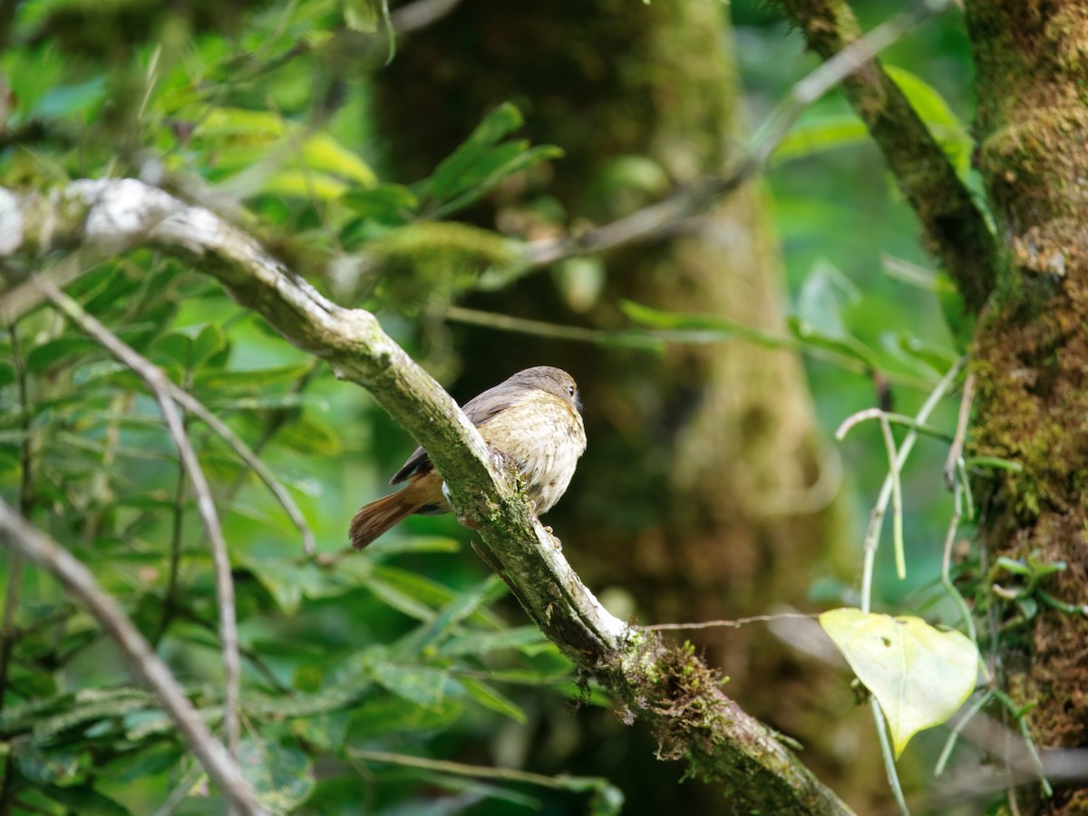 Forest Rock-Thrush (Forest) - ML637711924