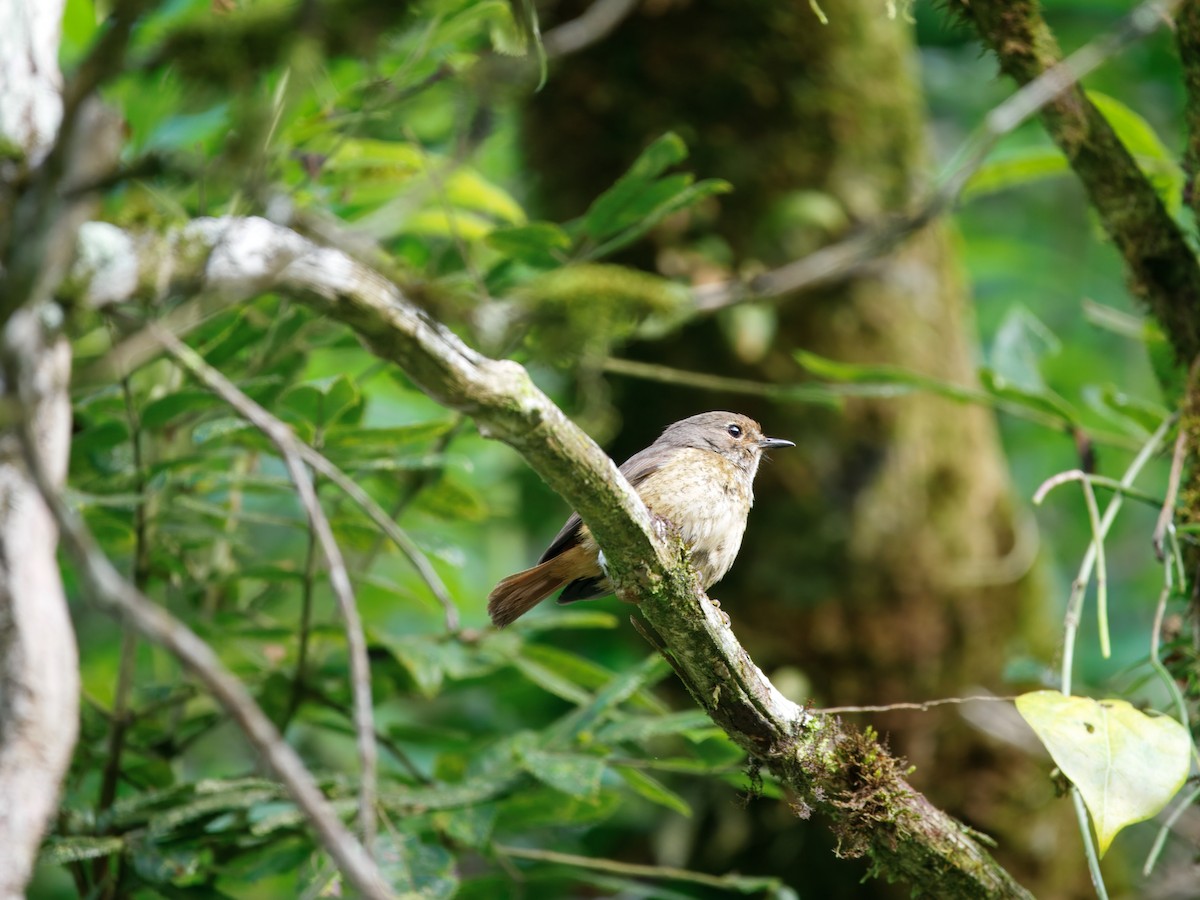 Forest Rock-Thrush (Forest) - ML637711925