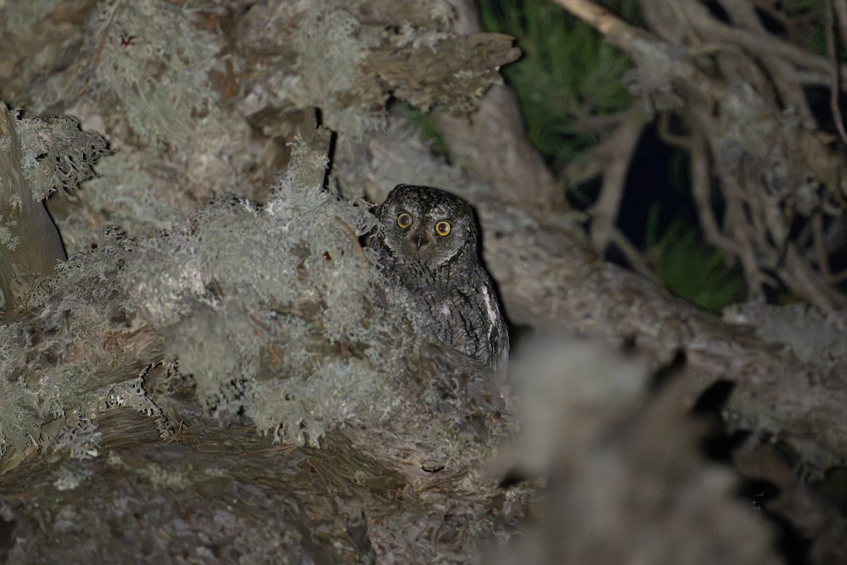 Cyprus Scops-Owl - ML637711936