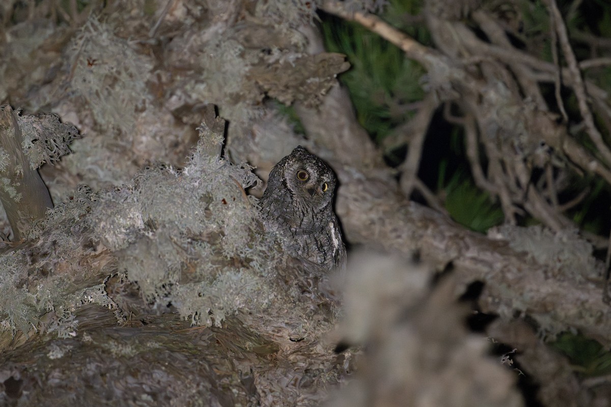 Cyprus Scops-Owl - ML637711941