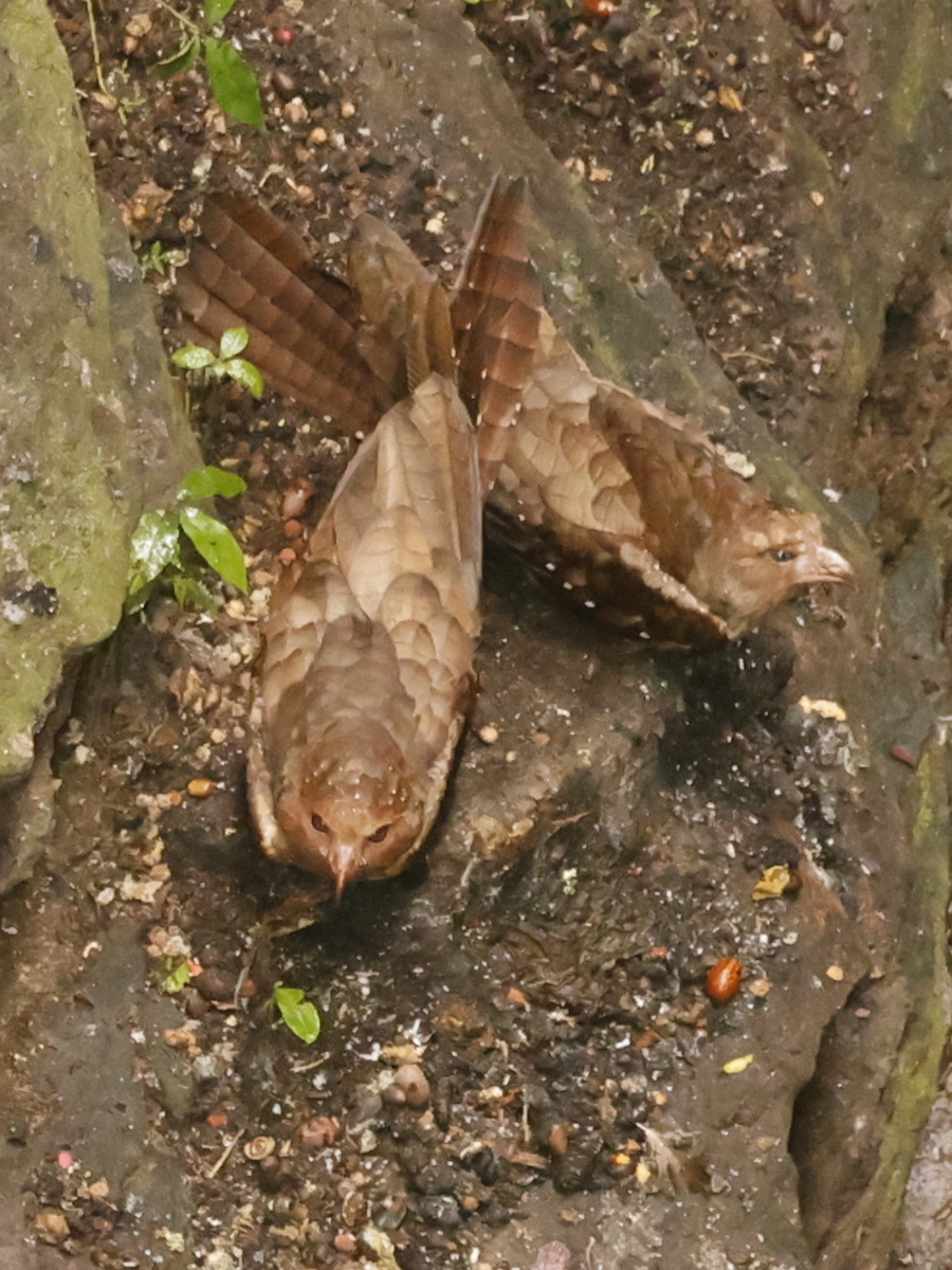 Oilbird - ML637711945