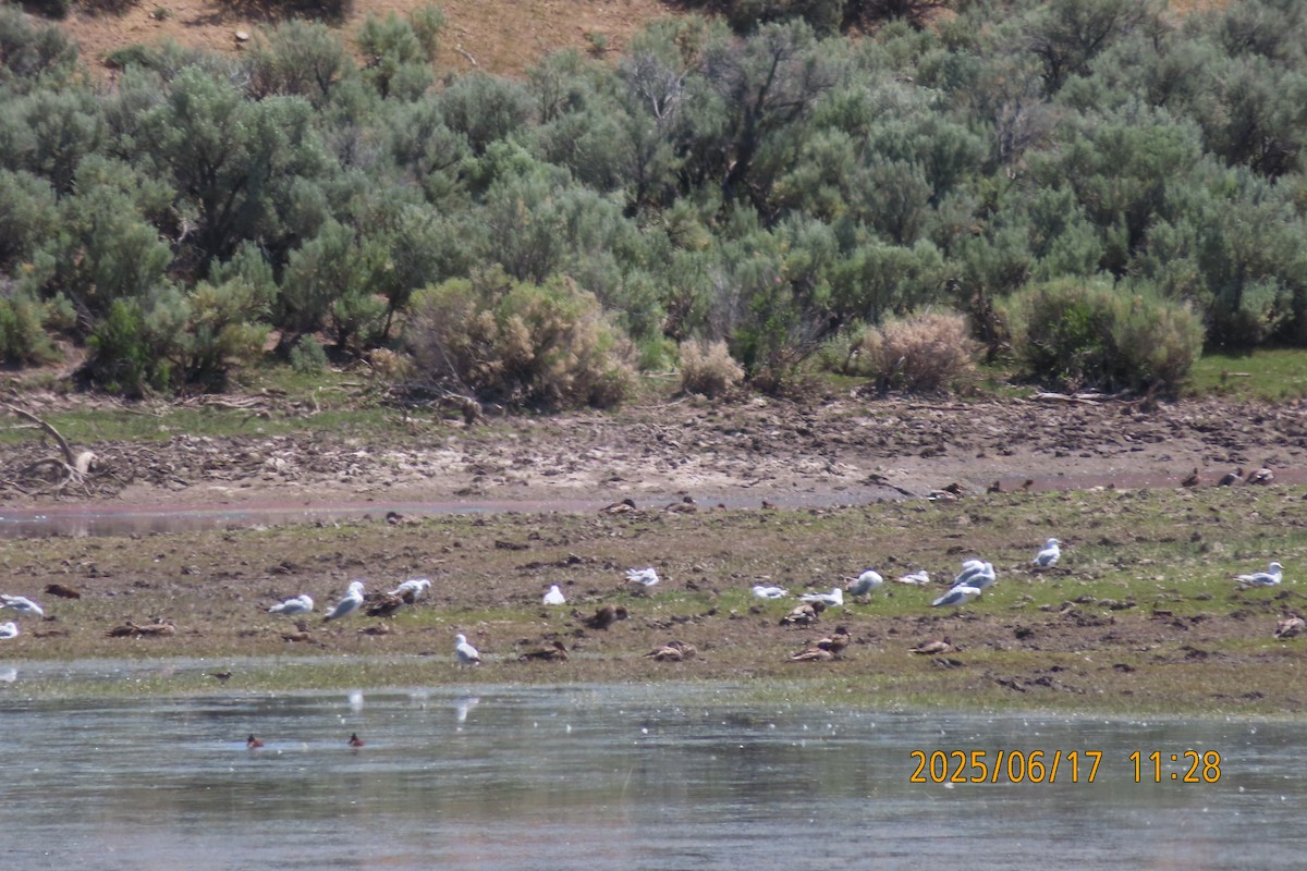 Ring-billed Gull - ML637711966