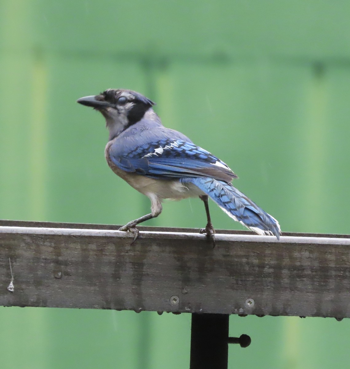 Blue Jay - ML637712015