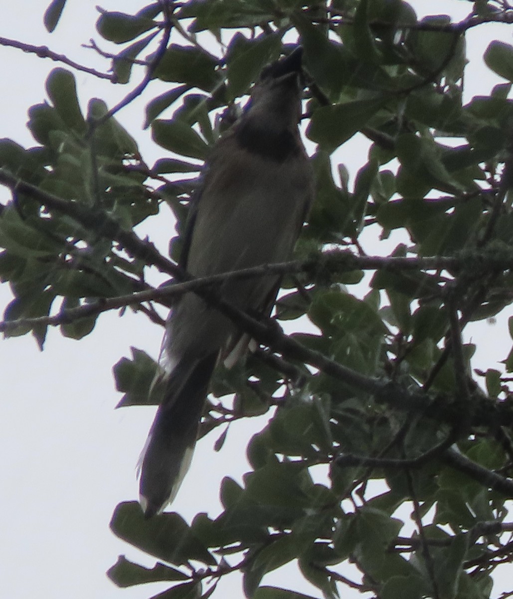 Blue Jay - ML637712016