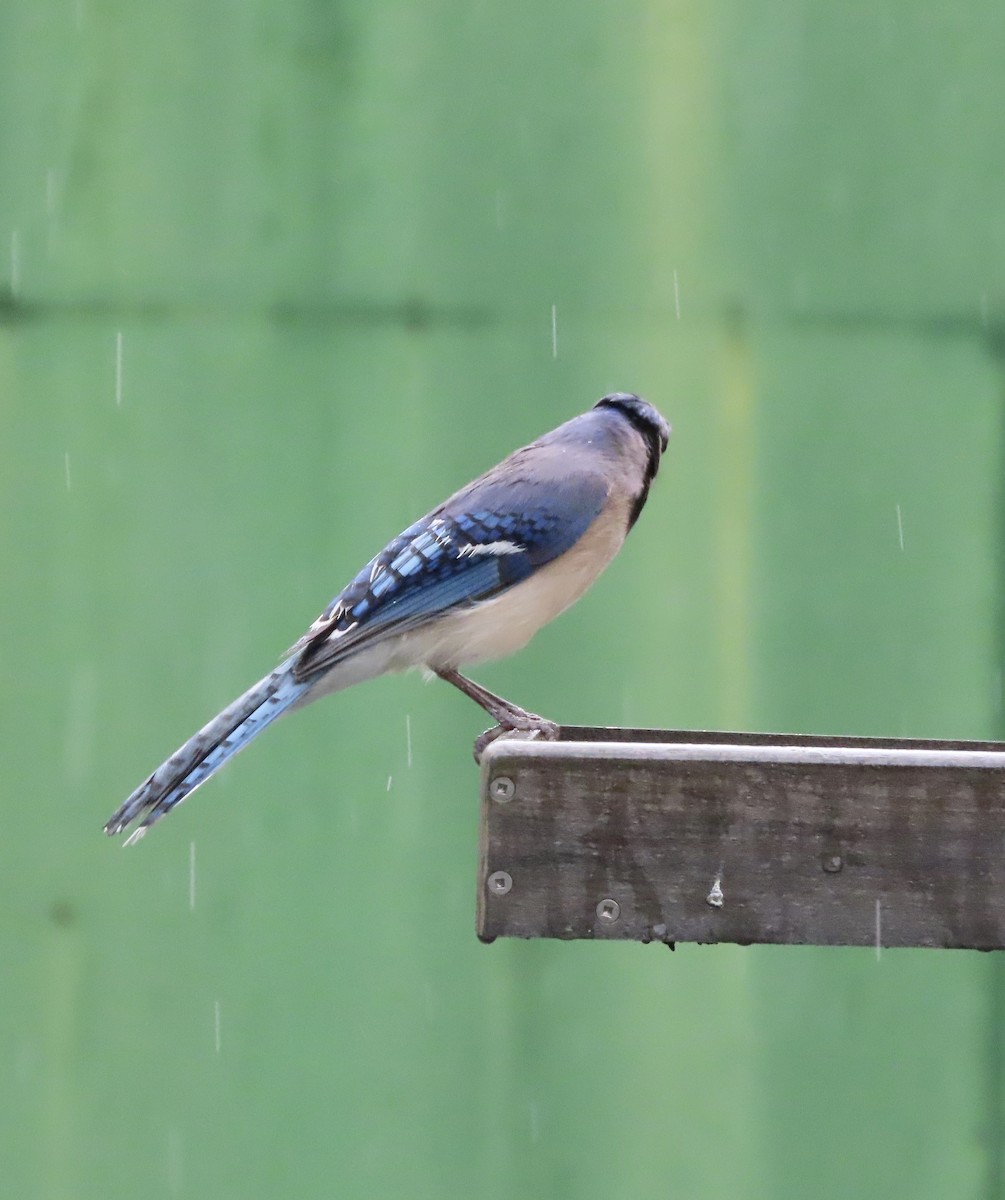 Blue Jay - ML637712018