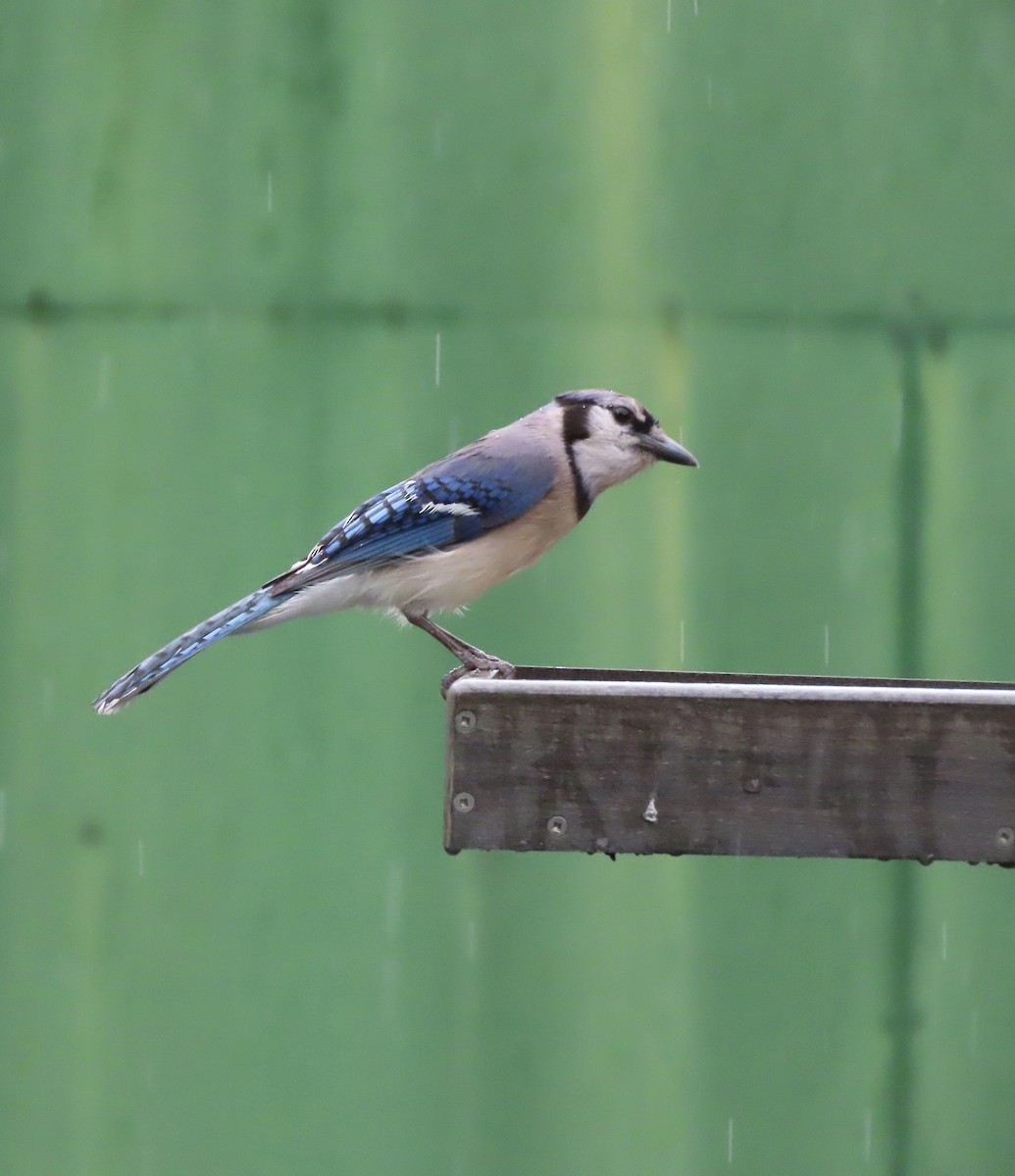 Blue Jay - ML637712019